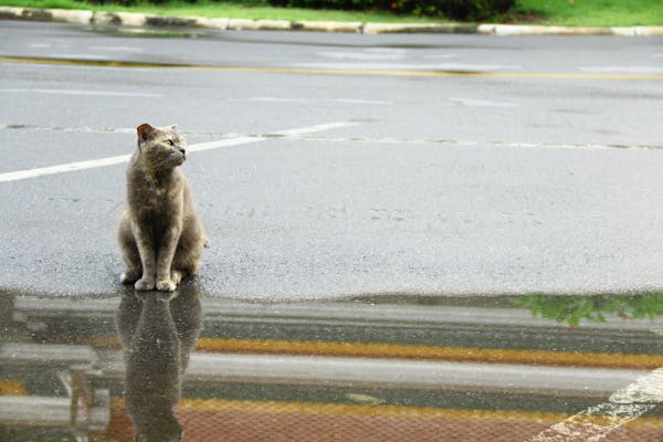 注意！你家猫咪可能吃太多了！这些危害和原因一定要知道！