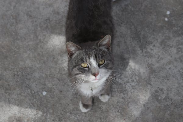 养猫家庭必看！这些植物千万别让猫咪碰到！