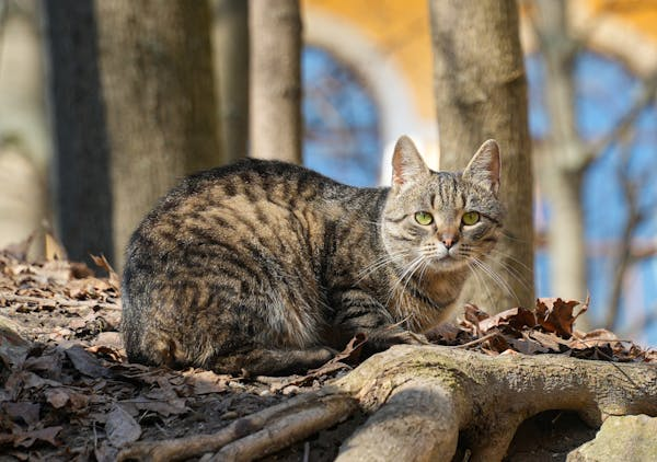 猫咪爪子总伸着咋回事？小心可能是健康出问题！