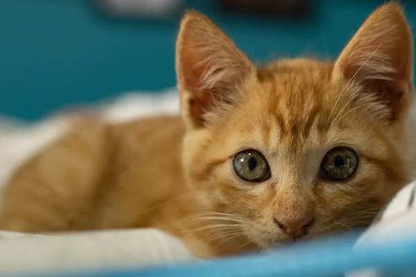 让猫咪放松的 4 个超简单办法！