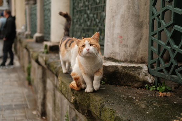 猫咪上厕所的秘密和健康信号