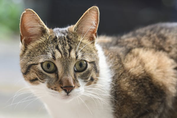 从暖心旅伴到 “流量密码” 争议：悟空离世背后的舆论风波