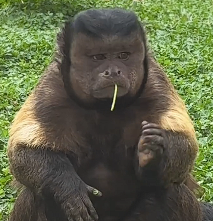 合肥 “方脸猴” 丑出圈，竟是猴界 “顶流美人”！​