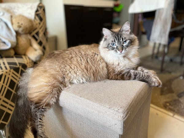 超实用！教你保护宠物不被火灾伤害