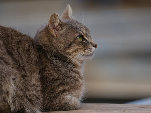 5 个养猫误区，你中招了几个？