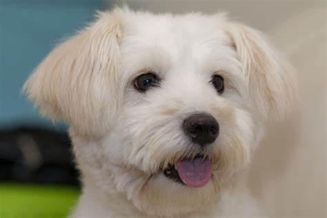 超萌的 “棉花糖狗狗” 图莱亚尔绒毛犬