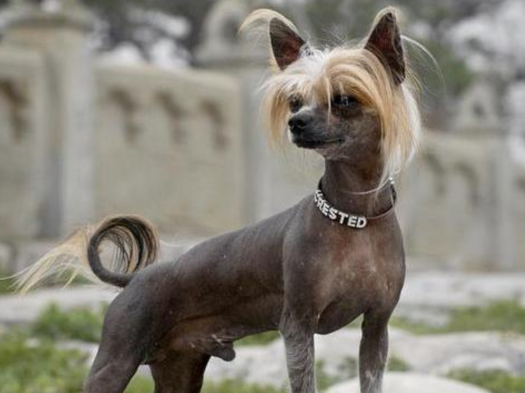 超特别的中国冠毛犬，你了解吗？