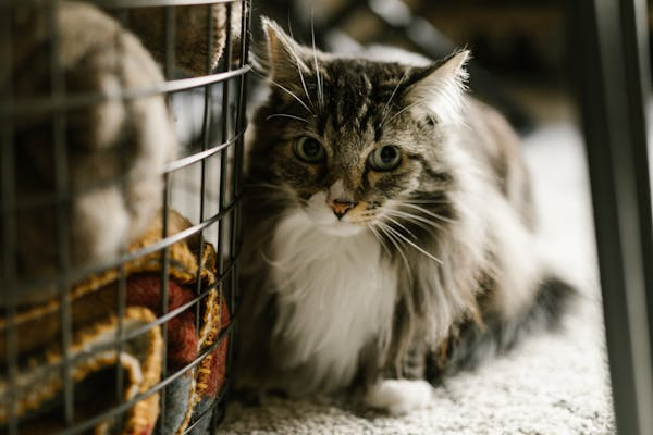 小心！这些地方可能会电到你家毛孩子！