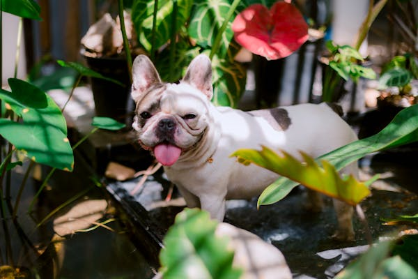 狗狗为啥总吃土？铲屎官必看的实用指南