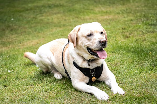 狗狗咳嗽干呕别慌！一文教你看懂原因和处理办法