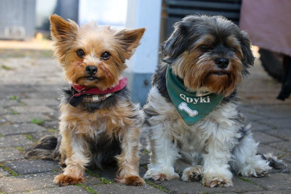 狗狗为啥咳嗽？