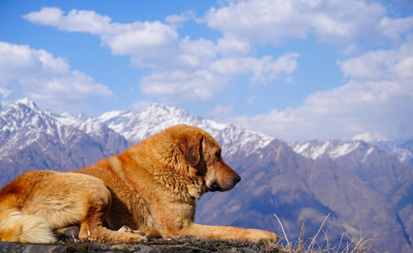 狗狗 “怪叫” 别紧张！逆向喷嚏那些事儿