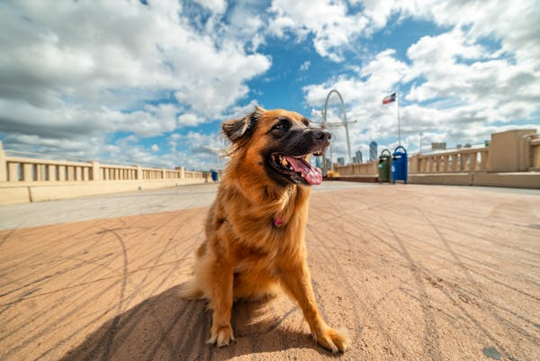 狗狗为啥总打喷嚏？