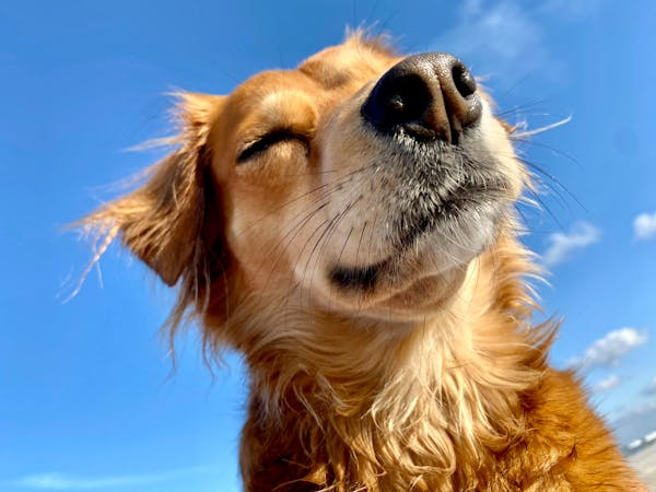 狗狗鼻腔肿瘤那些事儿：铲屎官必看的实用指南