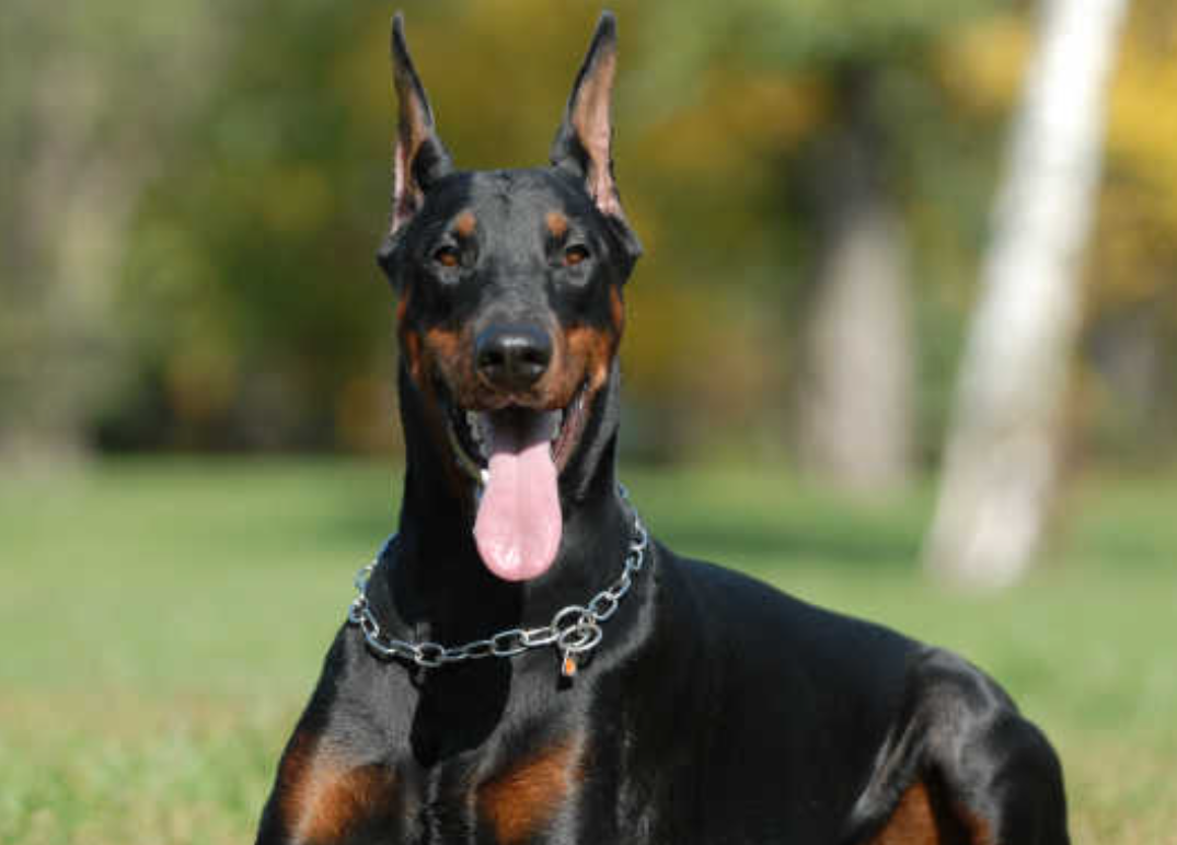 注意！这些狗狗可能天生怕水！主人一定要知道的玩水小知识