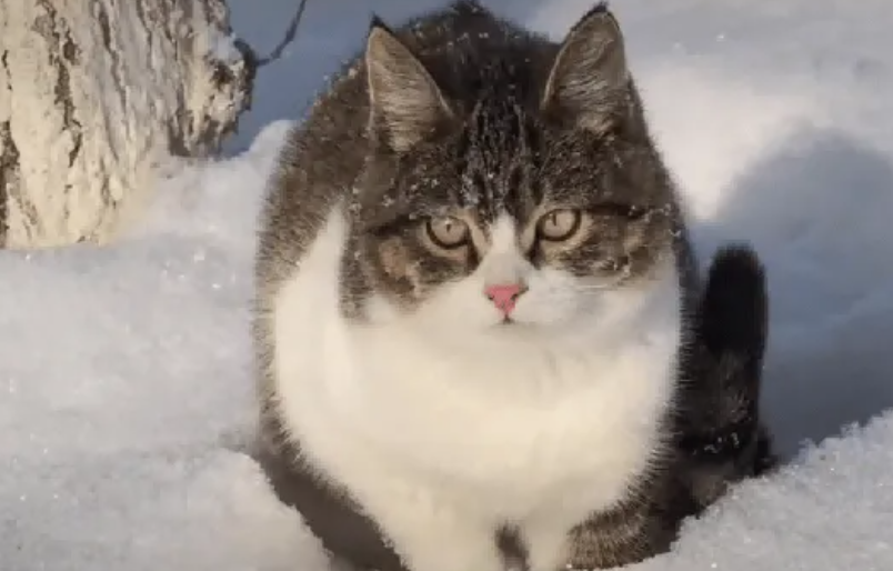 网红小猫 “悟空” 死亡事件全回顾​