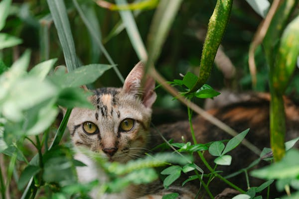 网红猫 “悟空” 之死为何引发全民关注？