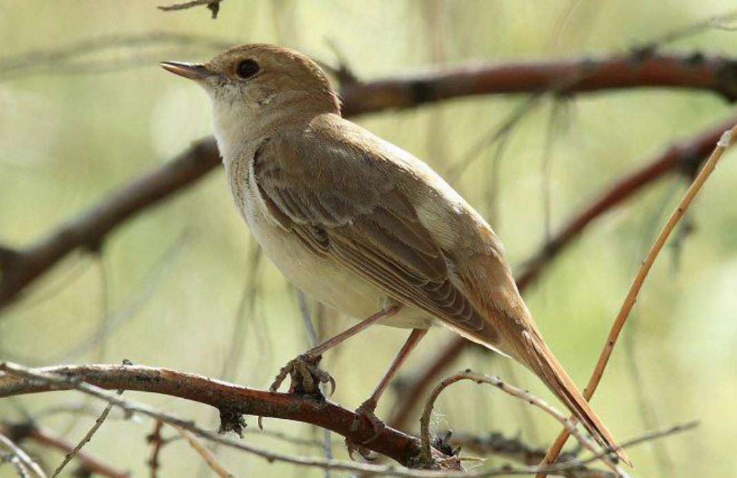 安徽一小区现怪鸟，深夜 “突突突” 如机关枪