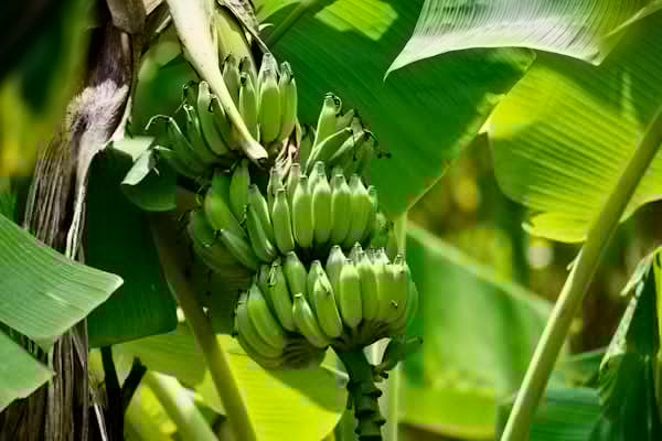 狗狗能吃香蕉吗？一篇讲清楚！