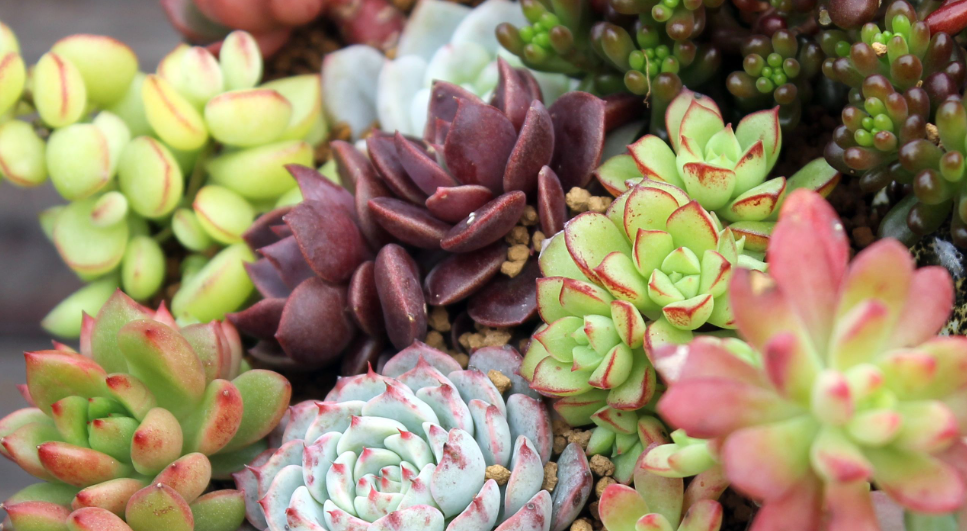 狗狗友好型花卉绿植指南，这些安全品种快收藏！​