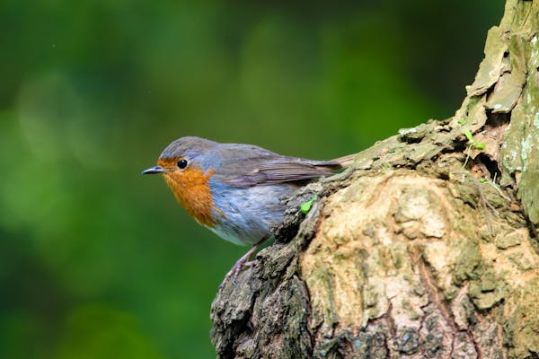 美国加州鸟类离奇死亡事件：50 多只鸟空中 “爆炸”，真相成谜​