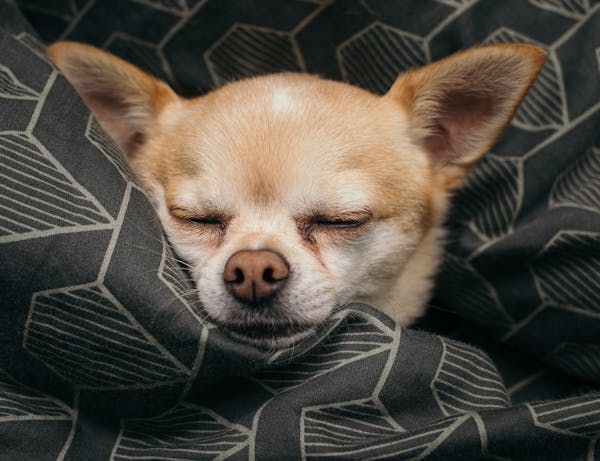 狗狗腿变形咋回事？