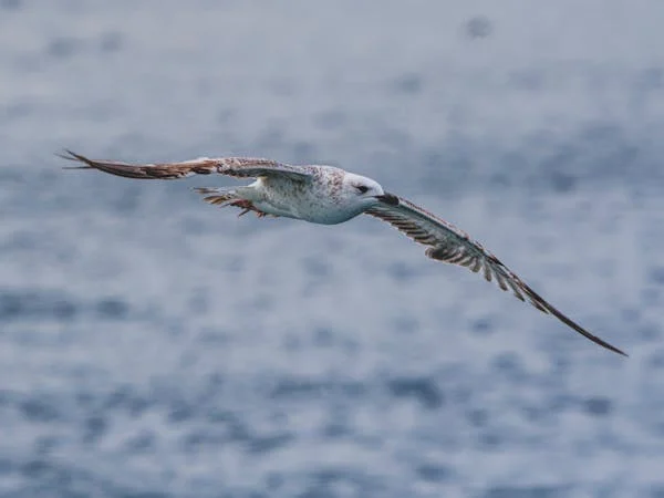 新手养鸟指南：怎么给鸟儿挑安全又好玩的玩具？