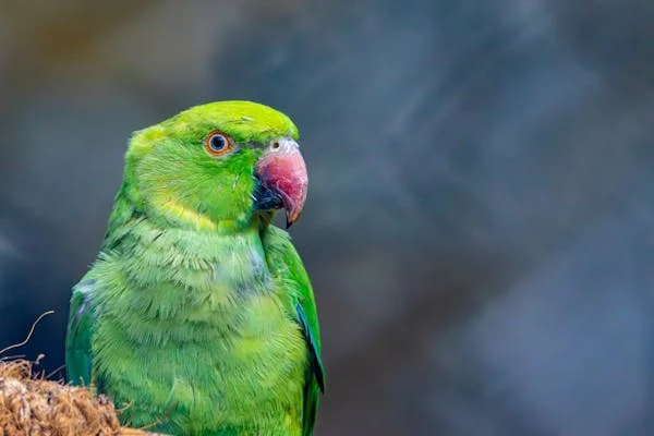 新手养鸟全攻略！这些东西备齐了再把鸟儿带回家