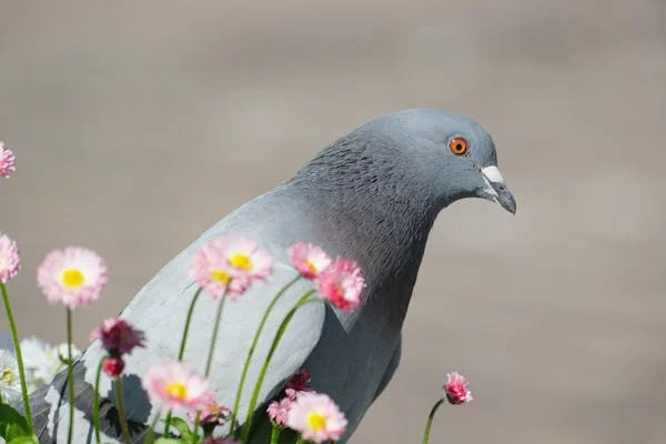 鸟类维生素 A 缺乏症：症状、预防与饮食建议​