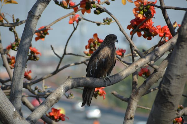 给鸟儿剪指甲不难！新手看这篇就够了