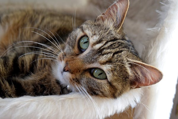 猫咪翻白眼睡觉正常吗？看完不焦虑！