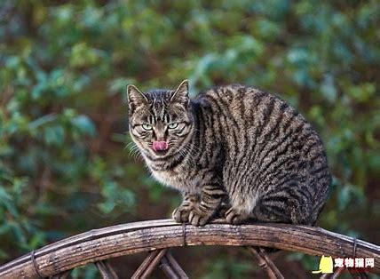 台球桌上的 “猫腻” 担当！流浪狸花猫靠拨球绝技成网红球搭子