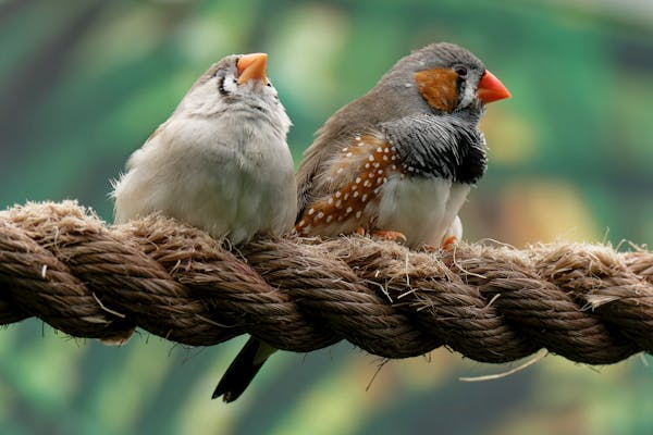 警惕！鸟类蛔虫感染全解析​