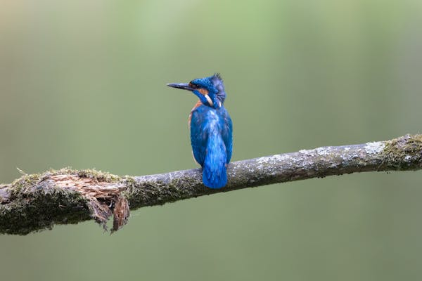 警惕！这种寄生虫正在威胁鸟儿的健康​