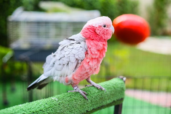 新手养小钩嘴鹦鹉全攻略：从选鸟到护理的实用指南