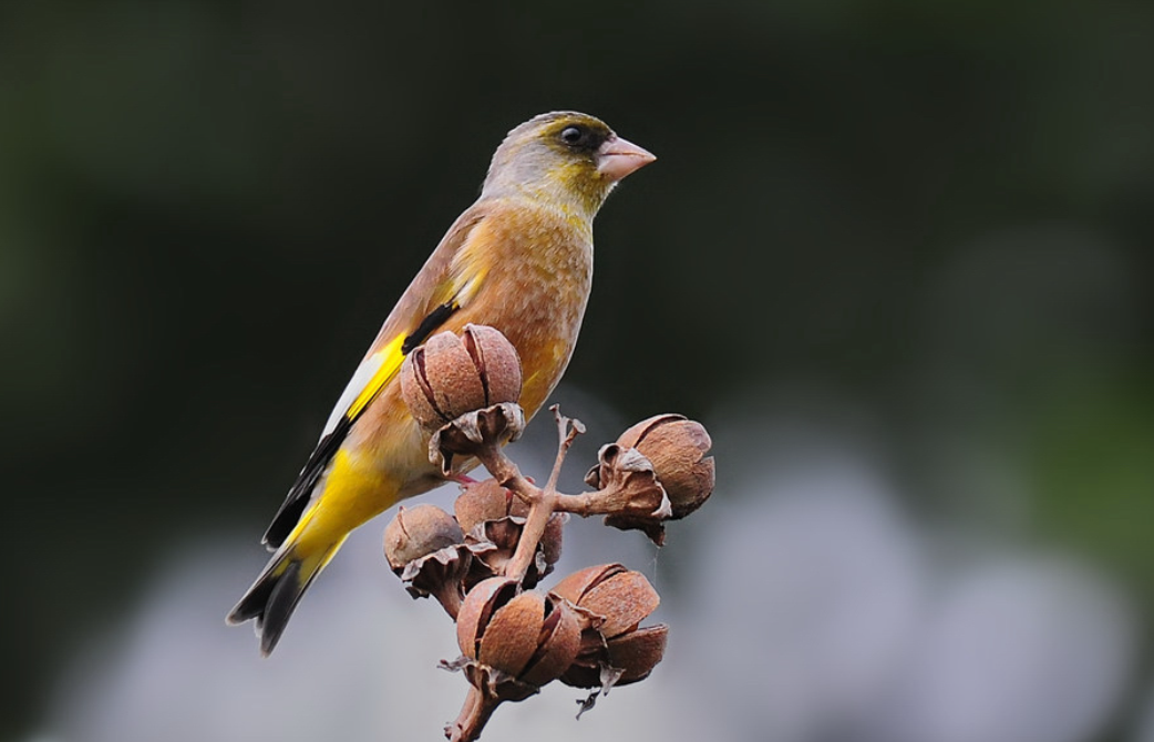 新手养雀鸟全攻略：从准备笼子到日常照顾，一篇就懂！