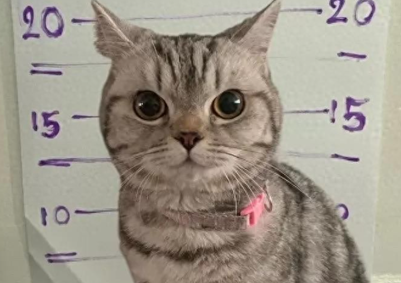 泰国 “暴躁喵星人” 袭警被捕，入案照萌翻全网​