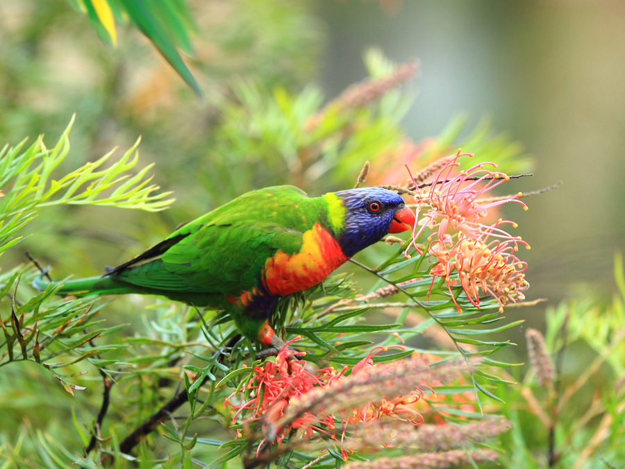 新手也能养好！吸蜜鹦鹉饲养超全攻略