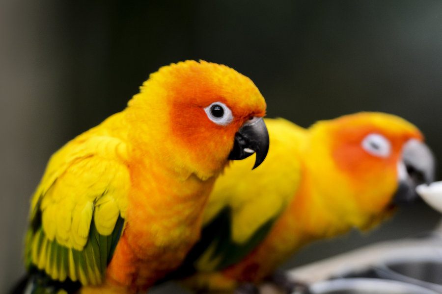 新手养太阳锥尾鹦鹉必看！一篇文章教你轻松搞定饲养难题