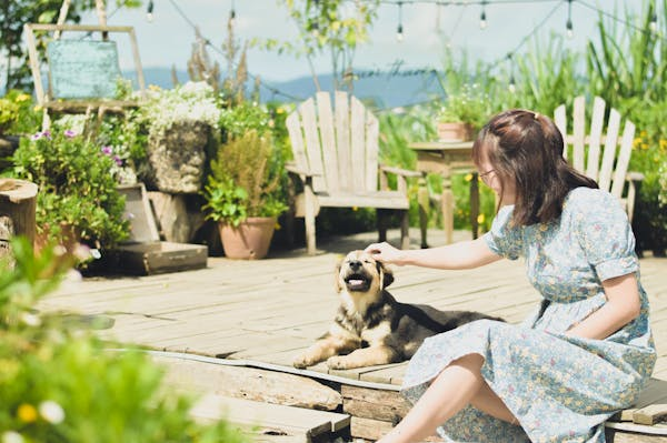 狗狗总扑人怎么办?