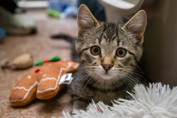 猫咪为啥越来越胖？教你几招科学应对！