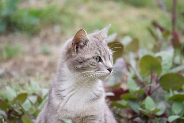超实用！给猫咪保暖的小妙招来啦！