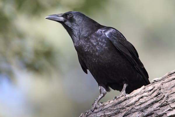 靠掏乌鸦窝发财致富？只寻宝不伤害乌鸦，这可行吗？​