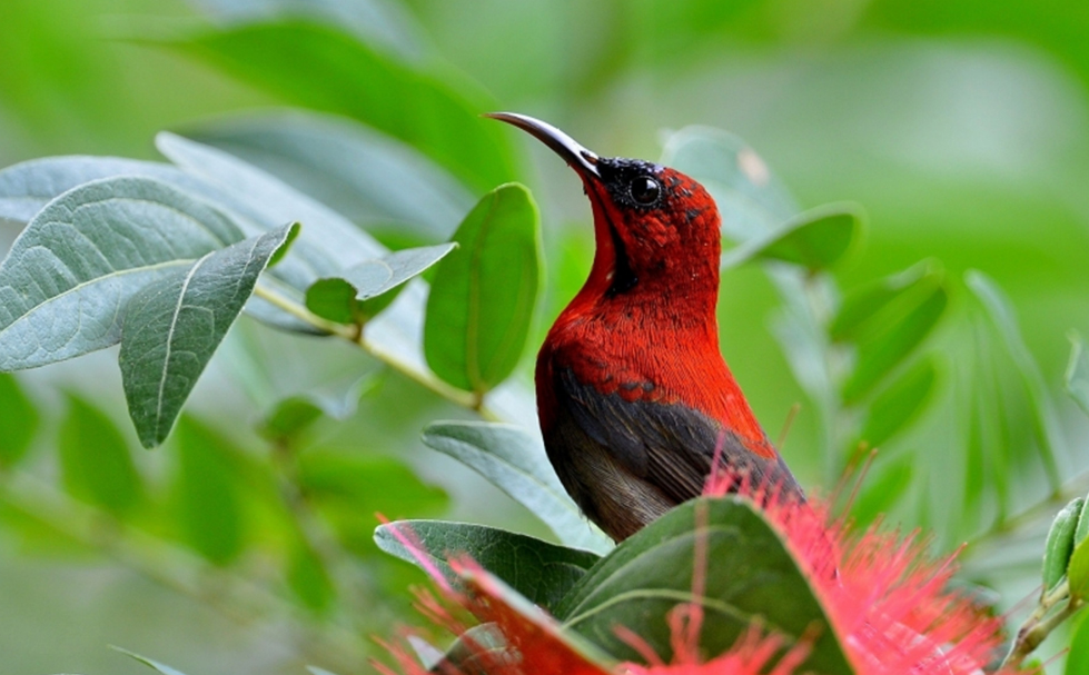 新手养金丝雀全攻略：从准备到养护的超详细指南