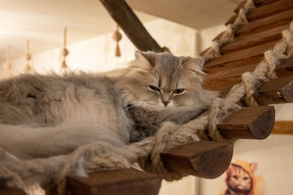 猫咪抗衰老指南与衰老信号识别