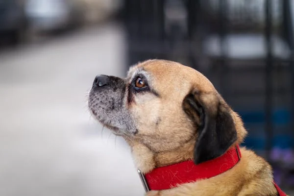 狗狗喝水那些事儿，新手主人必看！