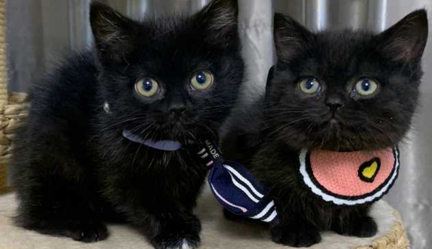 养短腿猫必看！这几个注意事项能帮你少走弯路