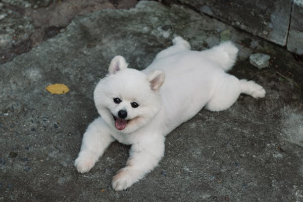 狗狗肠梗阻：铲屎官必看的救命指南！