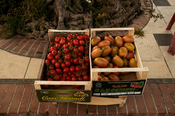 狗狗能不能吃西红柿？