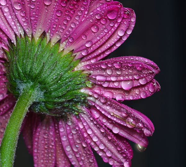 家里有猫狗？这几种多肉千万别养！